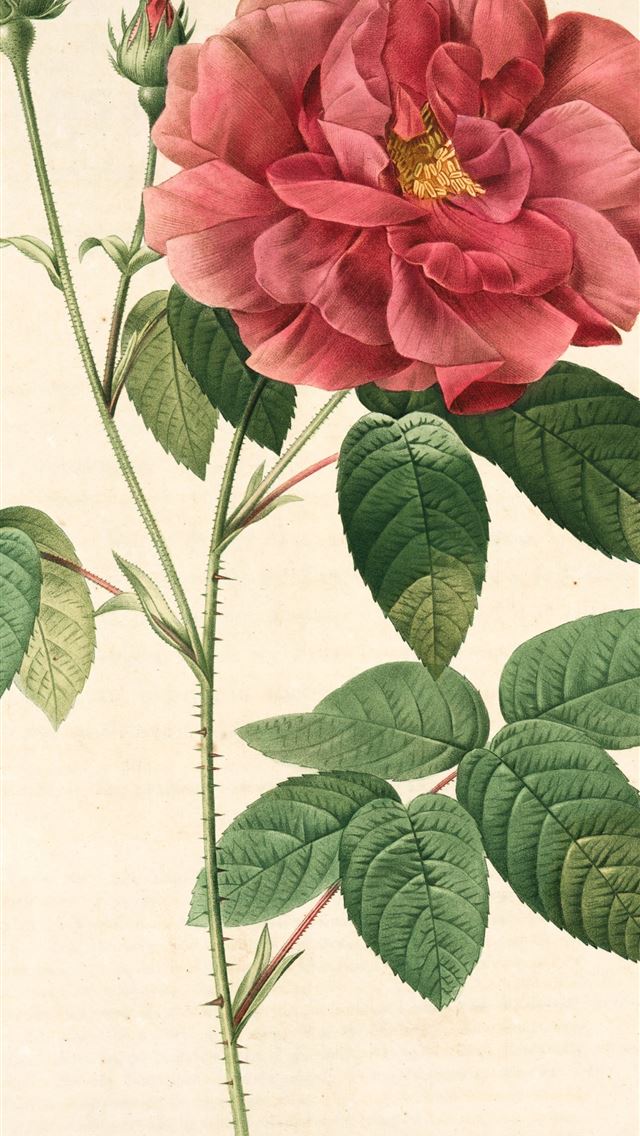 1290x2796 red rose in bloom on white background - flower iPhone Wallpaper