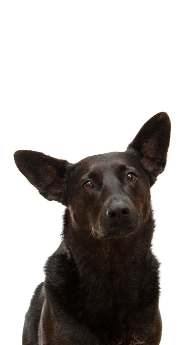 640x1136 black dog -  iPhone Wallpaper