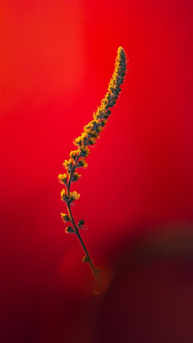 1290x2796 yellow and red smoke in close up photography - flower iPhone Wallpaper