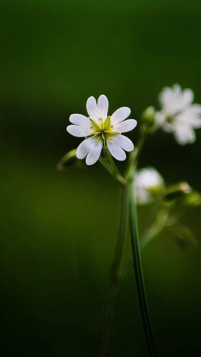 1290x2796 selective focus photography of white petaled flowe... -  iphone 14 Wallpaper