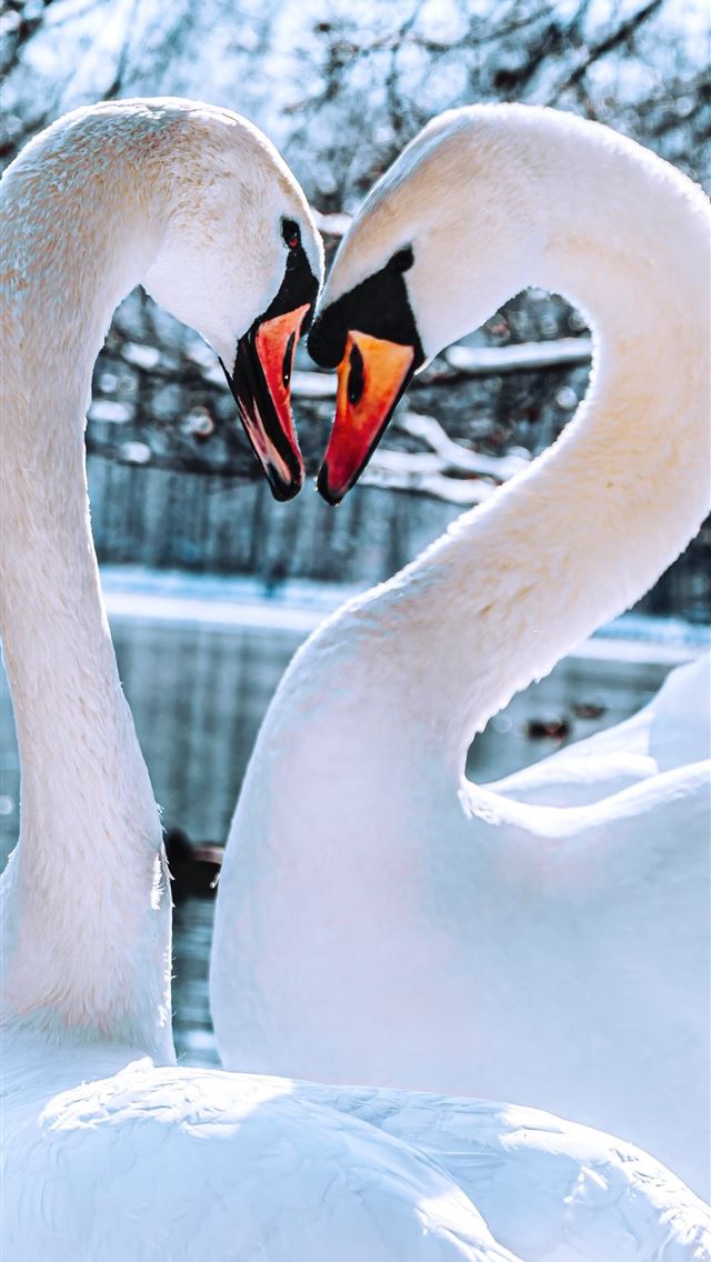 1290x2796 white swan on body of water during daytime - animals iPhone Wallpaper