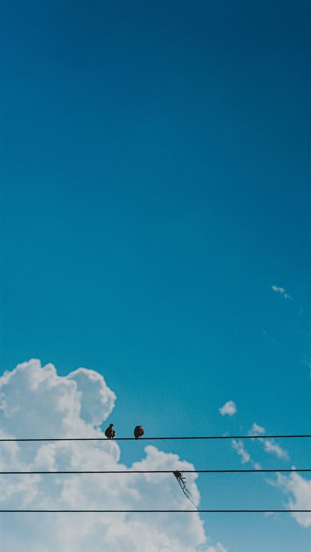1290x2796 black electric wires under blue sky during daytime - bird iPhone Wallpaper