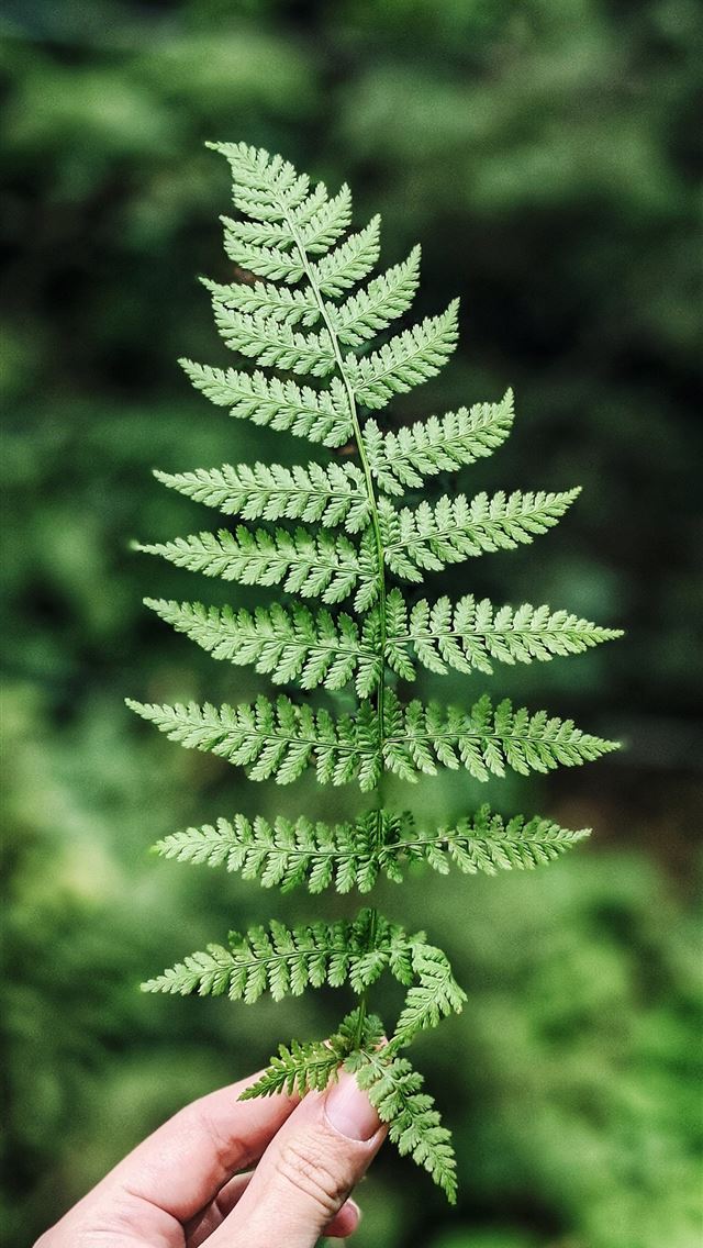 1290x2796 green fern plant in close up photography - trees iPhone Wallpaper