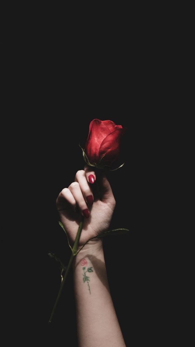1290x2796 person holding red rose flower -  iphone 14 Wallpaper