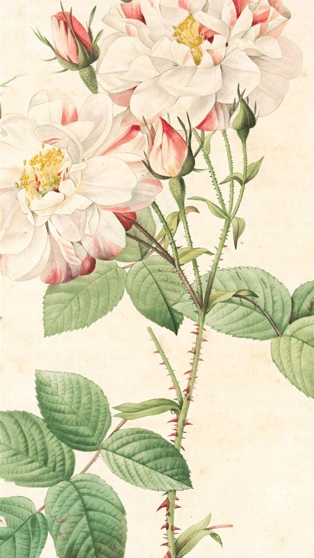1290x2796 white and pink flower painting - flower iPhone Wallpaper