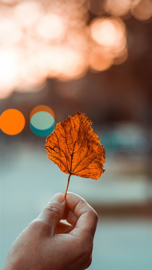 640x1136 person holding brown leaf -  iPhone Wallpaper