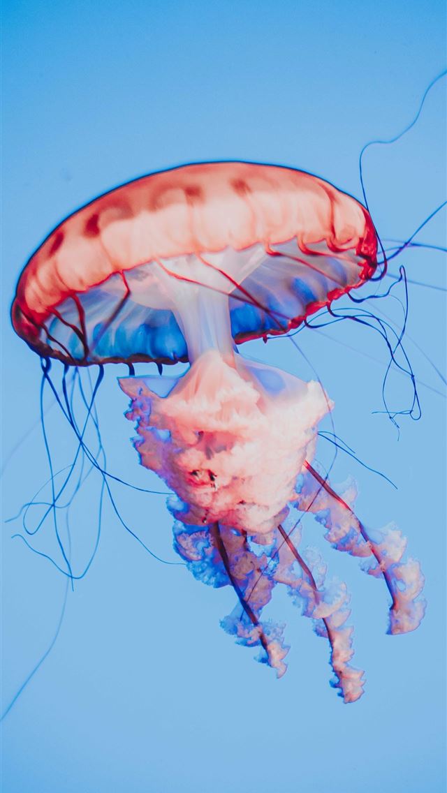 1290x2796 blue and white jellyfish in water - shark iPhone Wallpaper