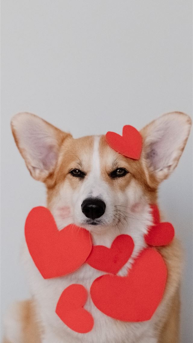 1290x2796 brown and white corgi wearing pink heart shaped ha... - heart iPhone Wallpaper