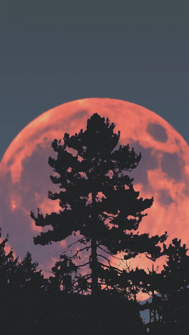 1290x2796 silhouette of tree during night time - outer space iPhone Wallpaper