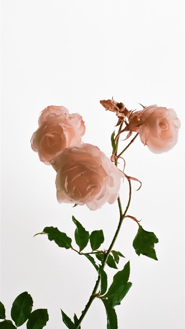 1125x2436 pink rose flower -  iphone 14 Wallpaper