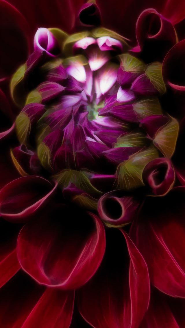 1290x2796 red and purple flower in close up photography - flower iPhone Wallpaper