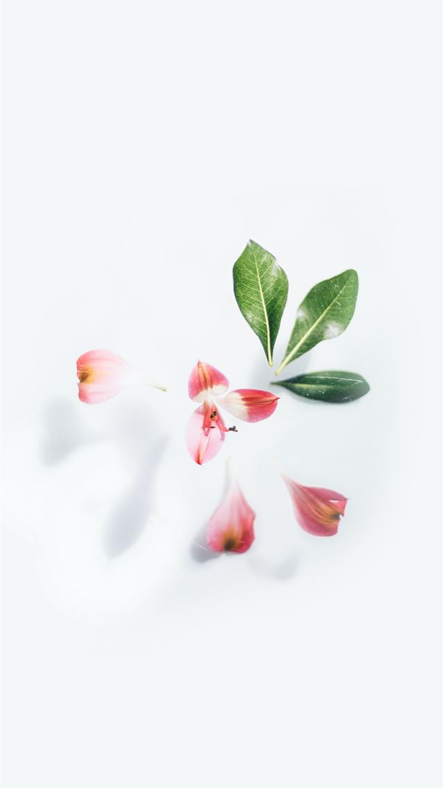 1290x2796 white and red flower with green leaves - leaf iPhone Wallpaper