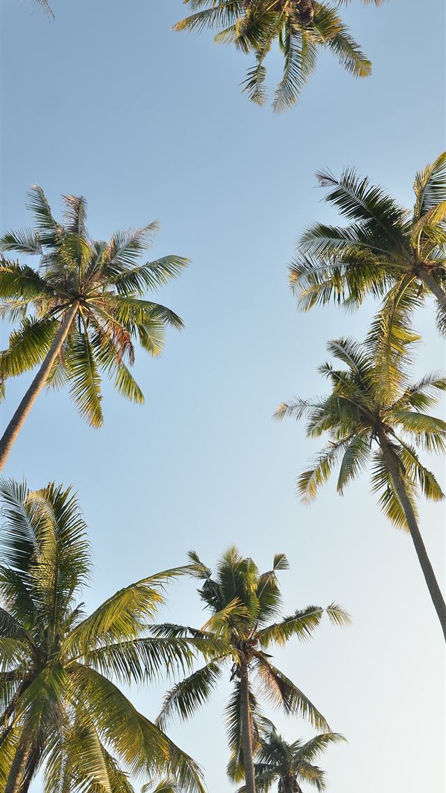 1290x2796 worm view photo of palm trees during daytime - yellow iPhone Wallpaper