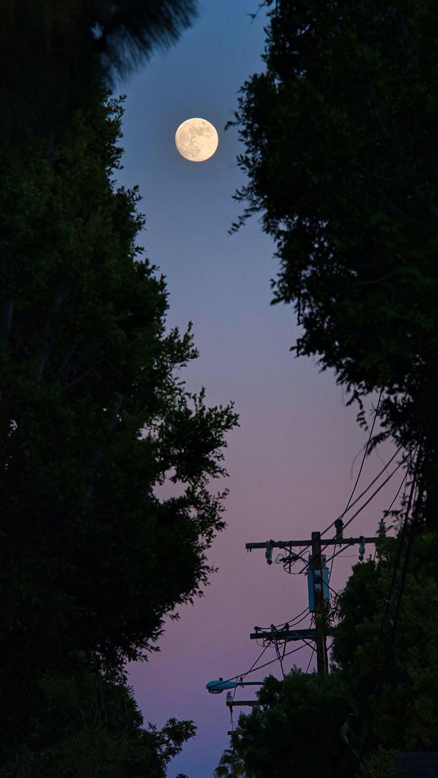 1290x2796 full moon over green trees - trees iPhone Wallpaper