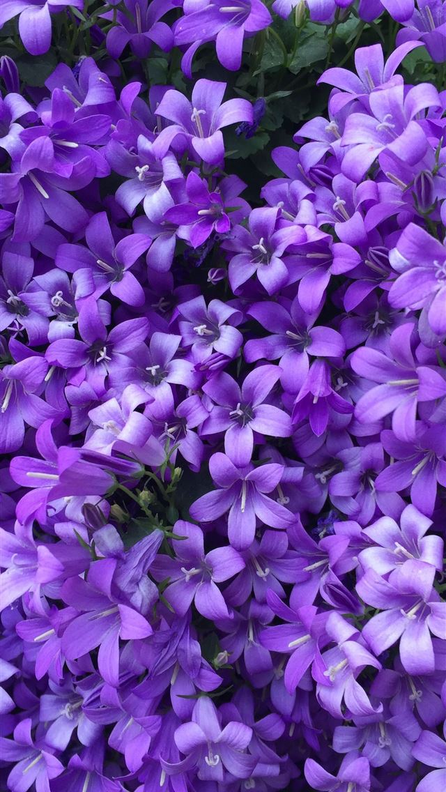 1290x2796 purple flowers with green leaves - flower iPhone Wallpaper
