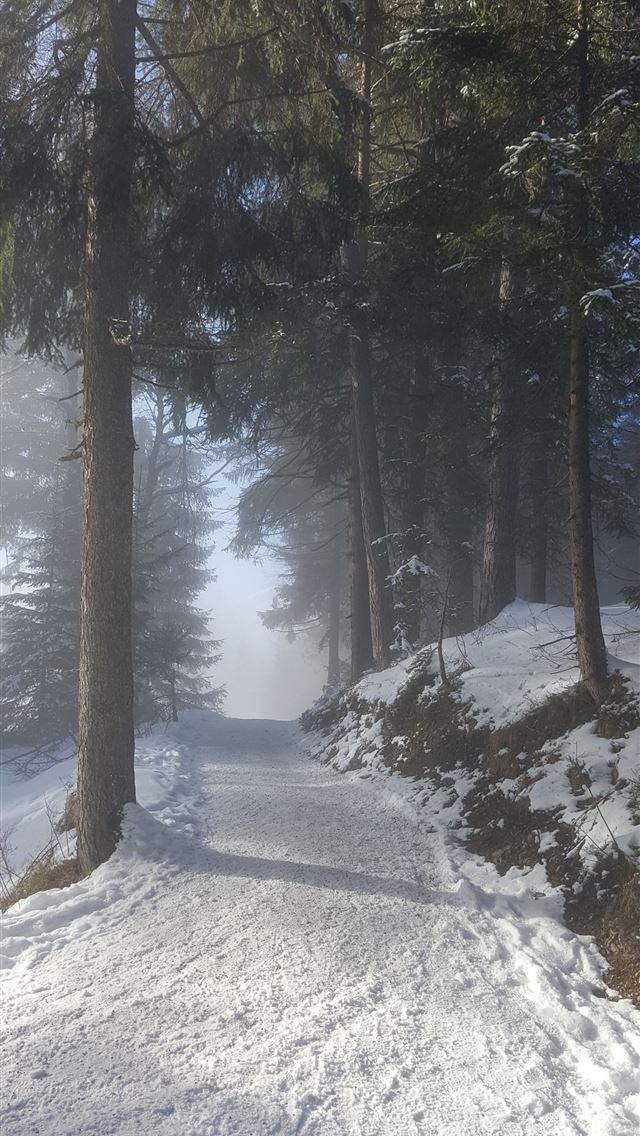 1290x2796 green pine trees with snows - chill iPhone Wallpaper