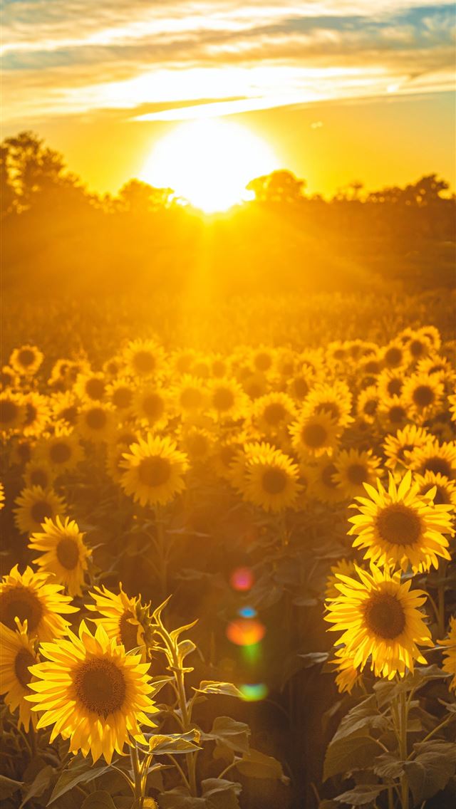1290x2796 sunflower field during golden hour - love iPhone Wallpaper