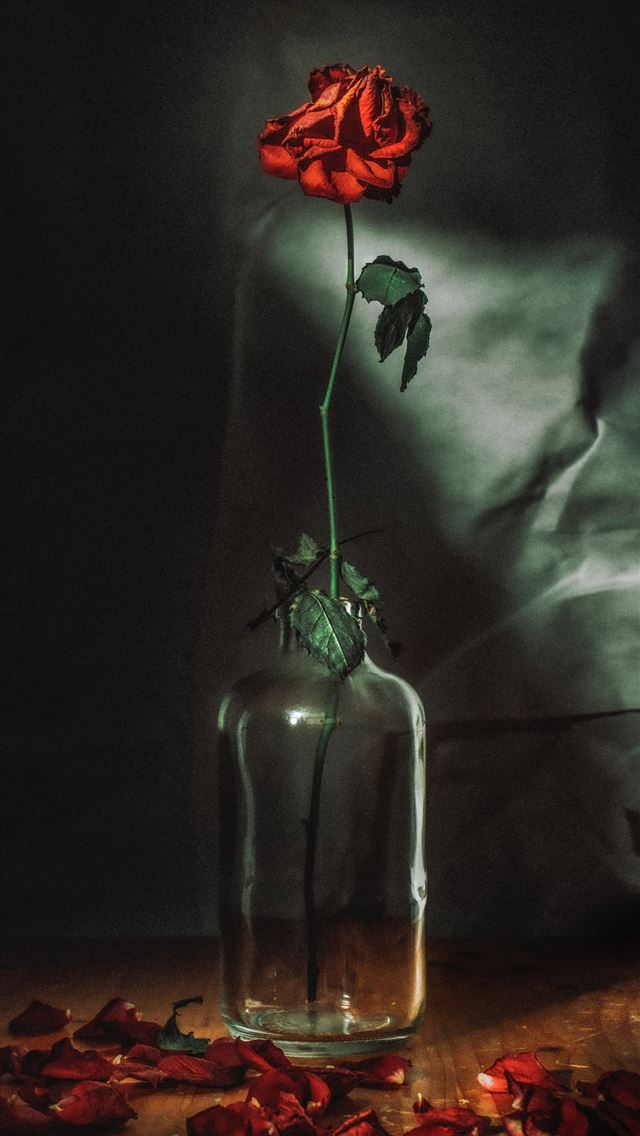 1290x2796 red rose flower in vase - life iPhone Wallpaper