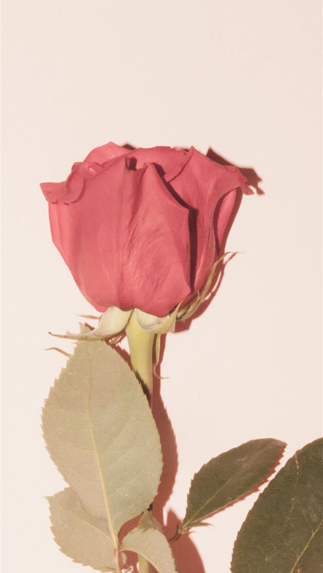 1290x2796 red rose on white background - pink iPhone Wallpaper