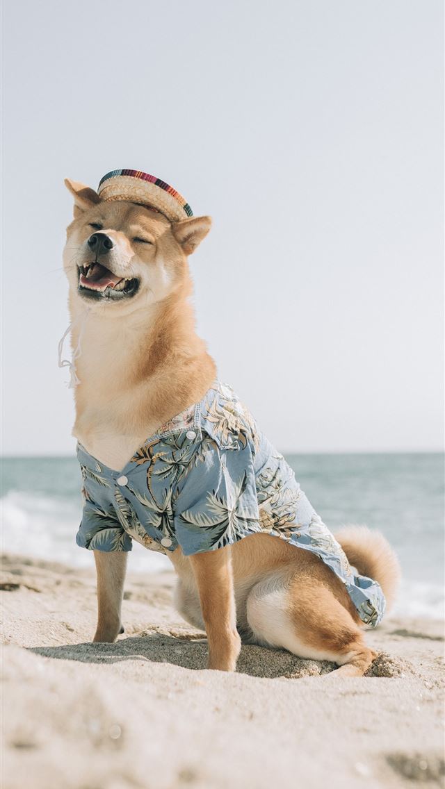 1290x2796 brown and white short coated dog on beach during d... - summer iPhone Wallpaper