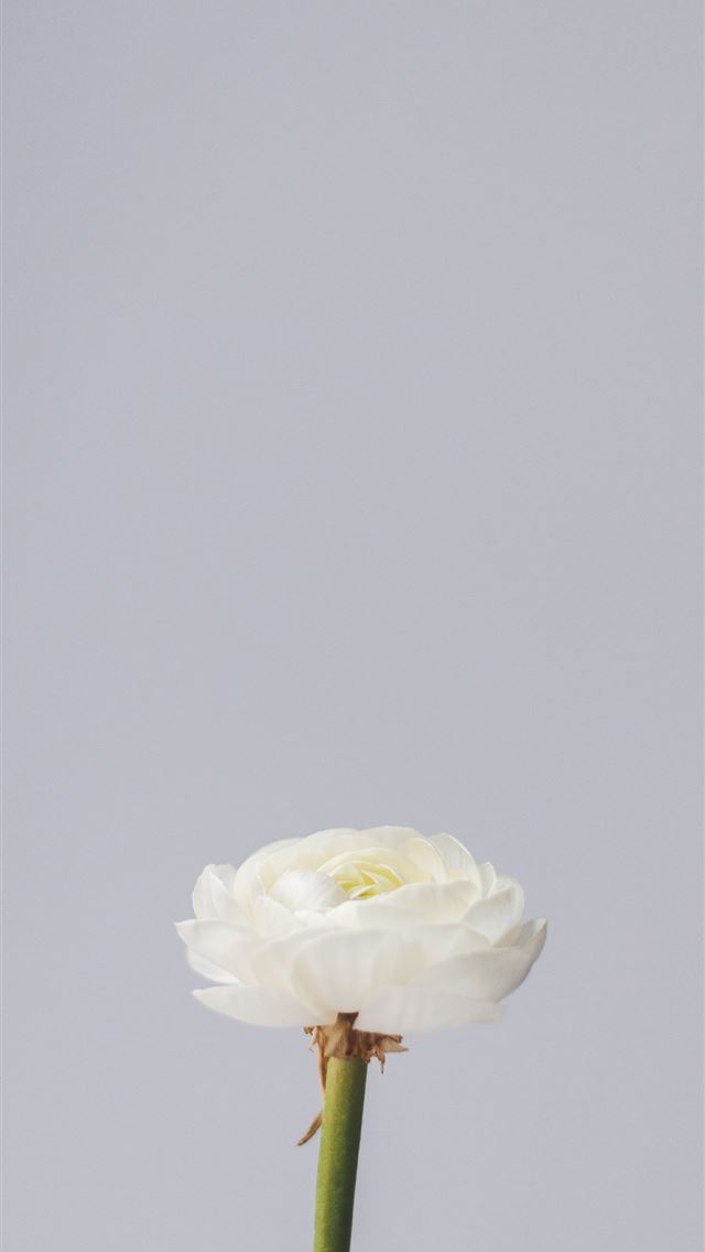 1290x2796 white and green flower with white background -  iphone 14 Wallpaper