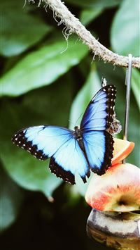 blue and black butterfly wallpaper