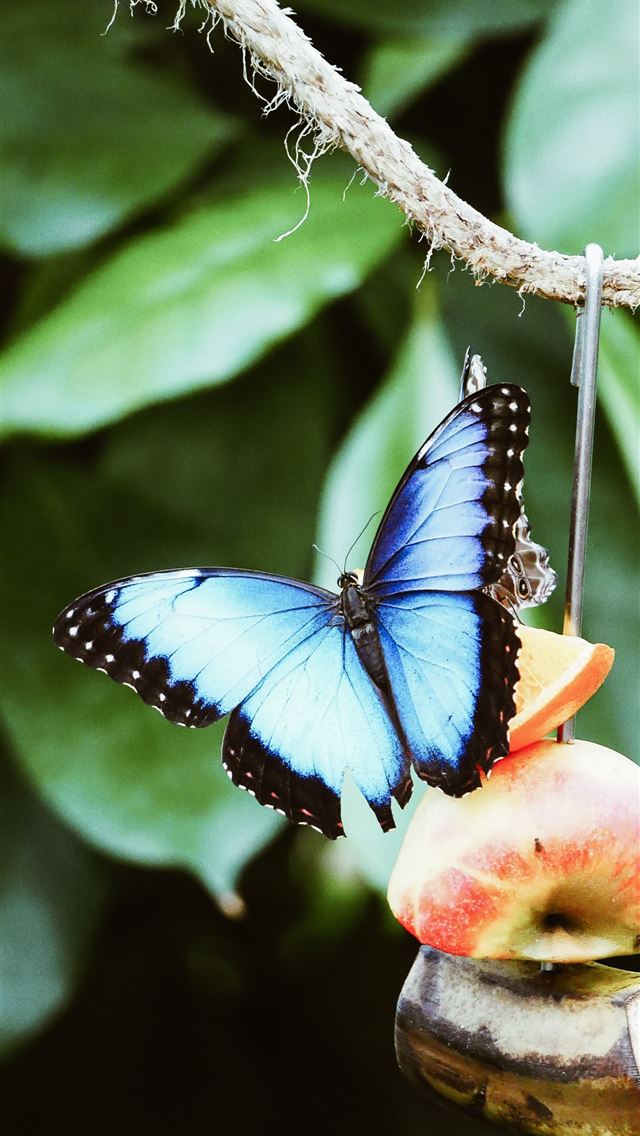 1290x2796 blue and black butterfly - bee iPhone Wallpaper