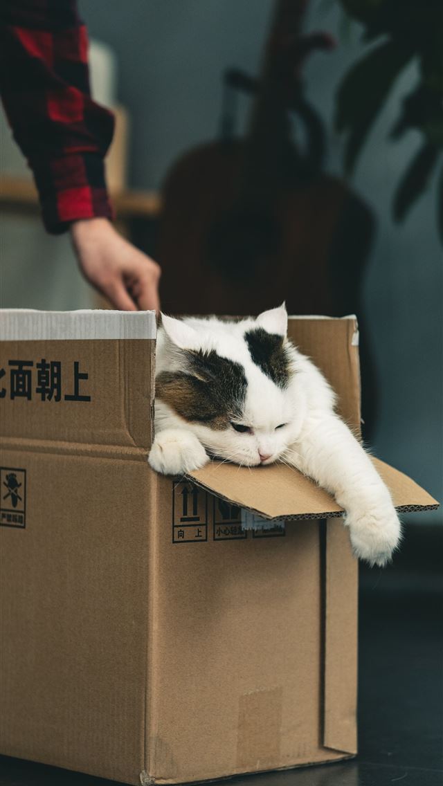 1290x2796 tuxedo cat in brown cardboard box - cat iPhone Wallpaper