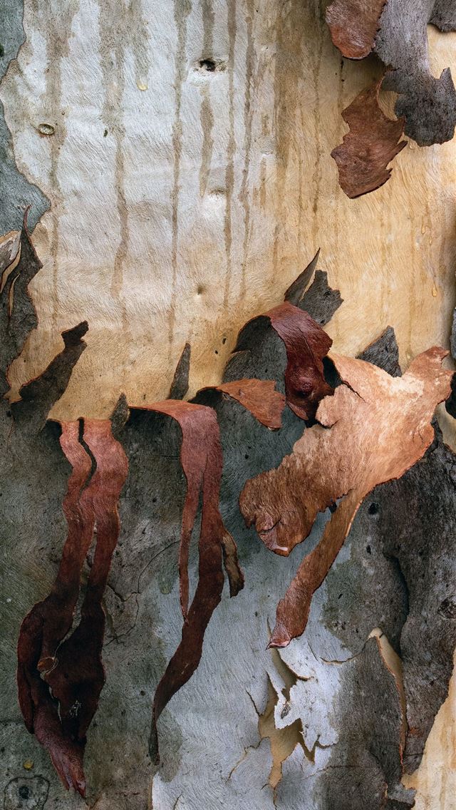 1290x2796 brown and white wood with hole - leaf iPhone Wallpaper