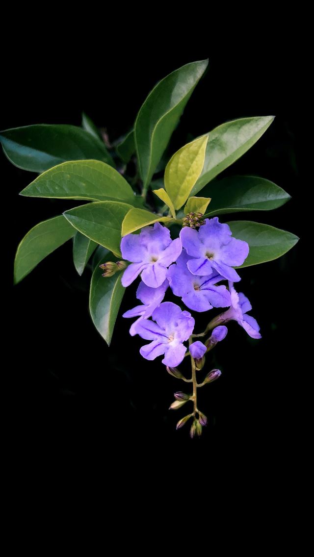 1290x2796 closeup photo of purple petaled flowers - flower iPhone Wallpaper