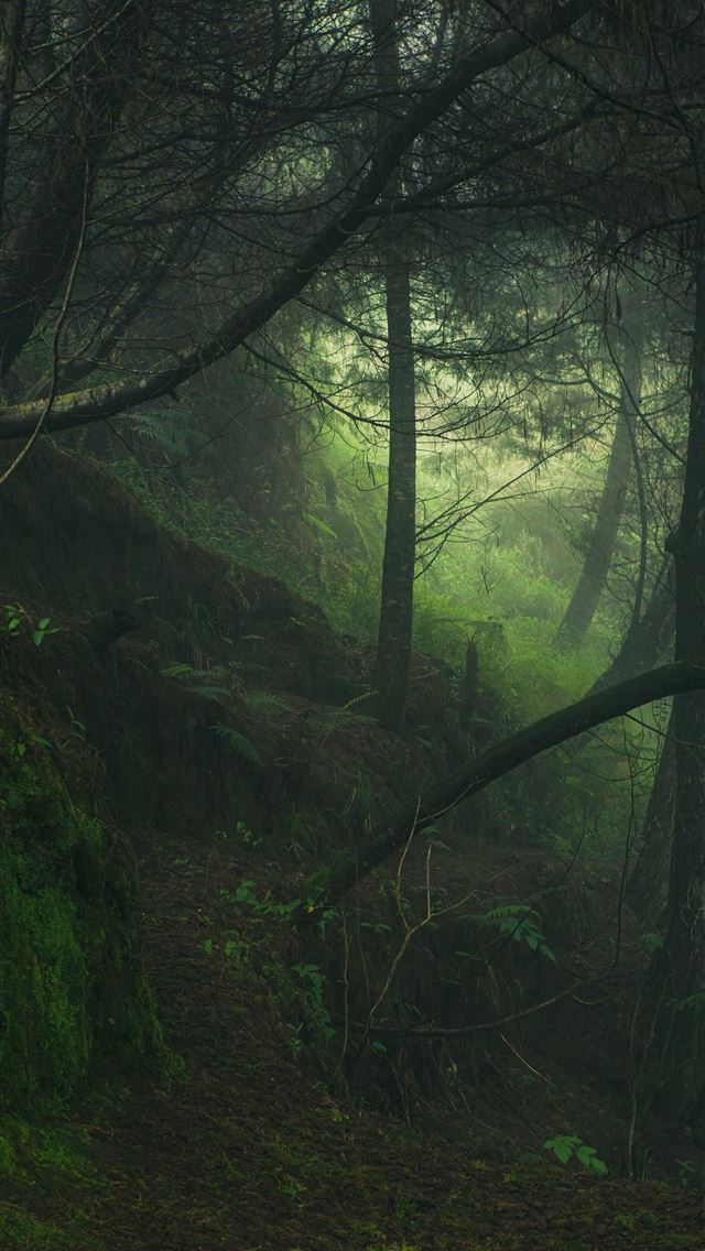 1290x2796 green trees on forest during daytime - grey iPhone Wallpaper