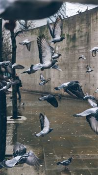 photo of flying bird near pavement and wall wallpaper