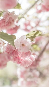 Best Spring iPhone HD Wallpapers - iLikeWallpaper