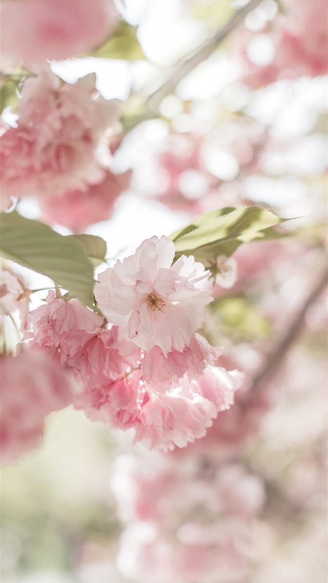 1290x2796 pink and white flower in tilt shift lens - pink iPhone Wallpaper
