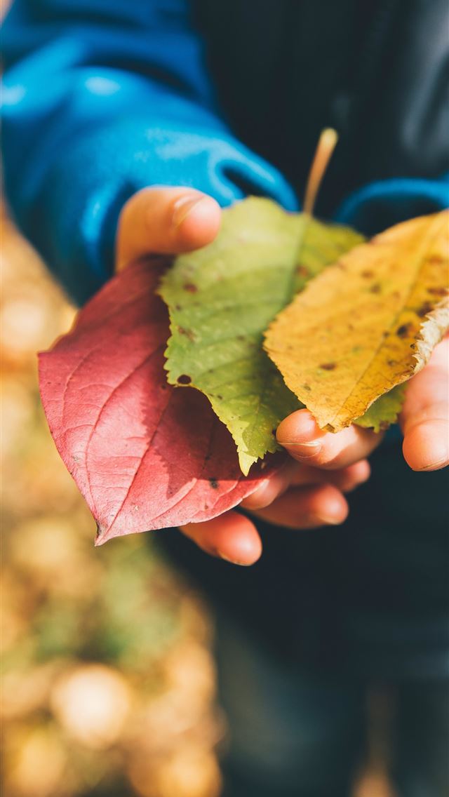 1290x2796 three green yellow and red leaves on person's hand - toys iPhone Wallpaper
