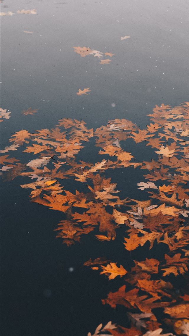 1290x2796 brown withered leaves on water at daytime - autumn iPhone Wallpaper
