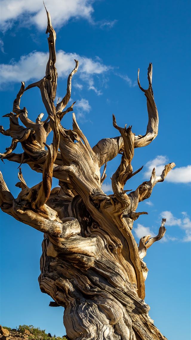 640x1136 brown tree -  iPhone Wallpaper