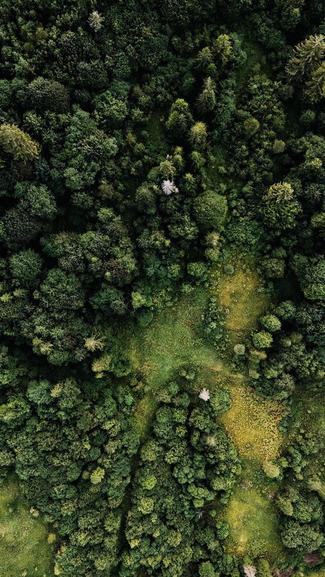 1290x2796 green moss on body of water - food iPhone Wallpaper