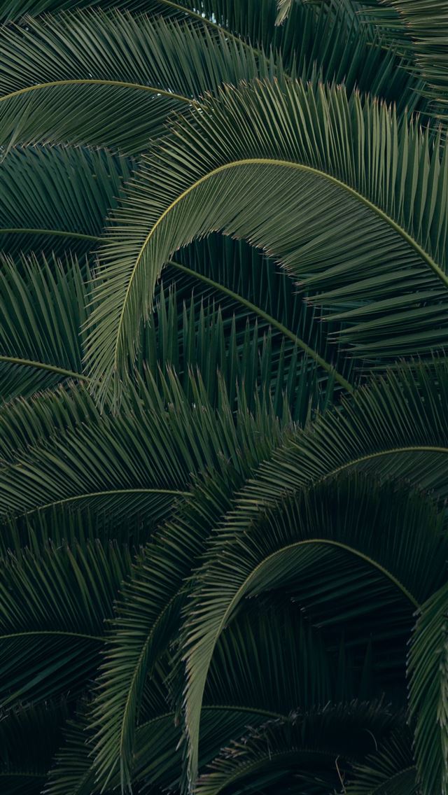 1290x2796 green palm plant during daytime -  iphone 14 Wallpaper