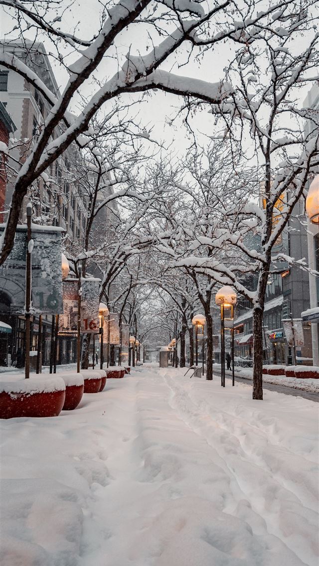 1290x2796 snow covered ground with bare trees during daytime - winter iPhone Wallpaper