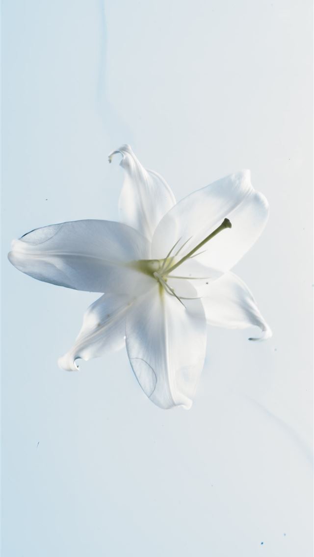 1290x2796 white and yellow flower in close up photography - wave iPhone Wallpaper