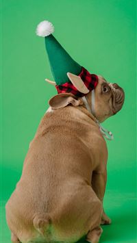 brown short coated dog wearing red and white santa... wallpaper