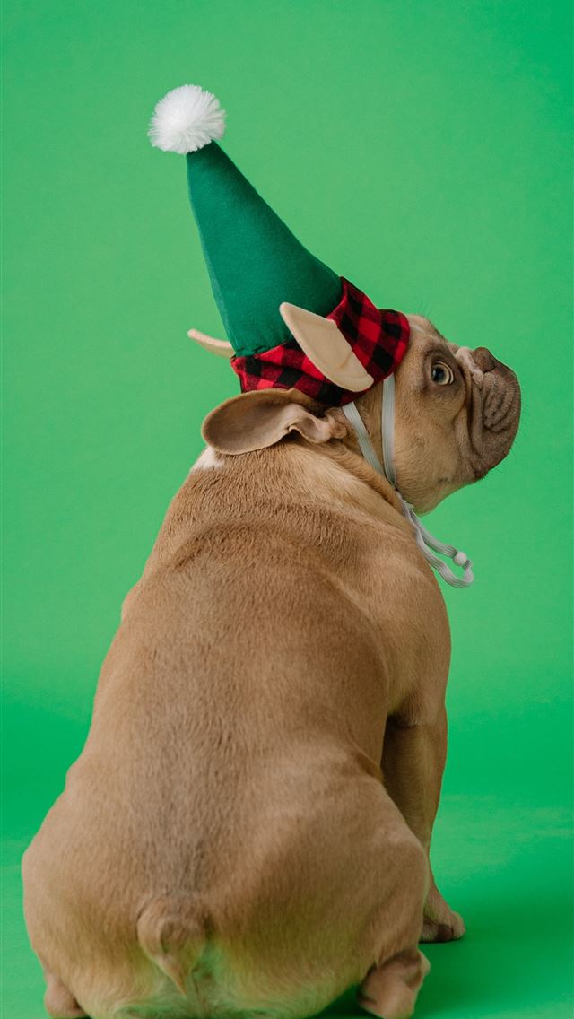 1290x2796 brown short coated dog wearing red and white santa... - puppies iPhone Wallpaper