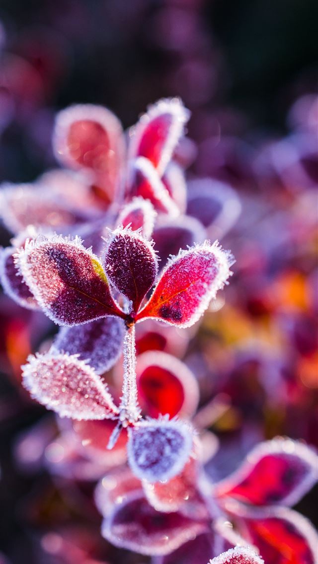 1290x2796 red leafed plant - winter iPhone Wallpaper