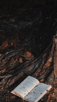 white book on brown tree trunk wallpaper