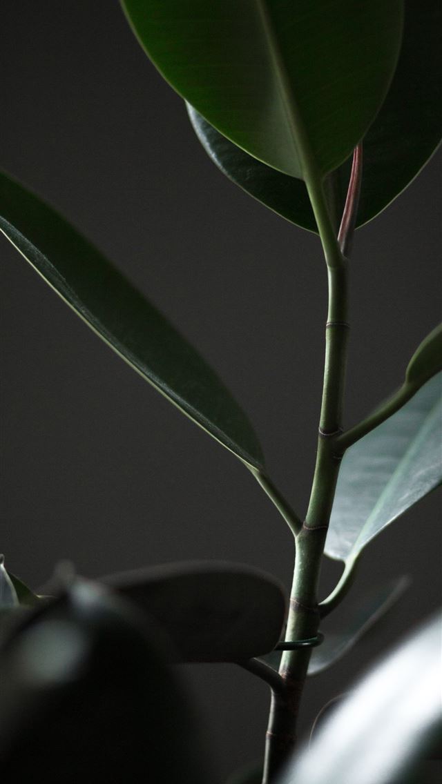 1290x2796 green rubber plant - flower iPhone Wallpaper