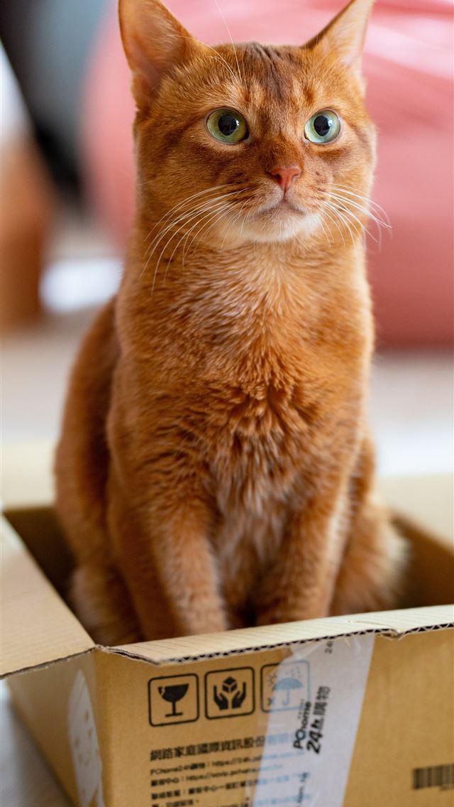 1290x2796 orange tabby cat in brown cardboard box - eyes iPhone Wallpaper