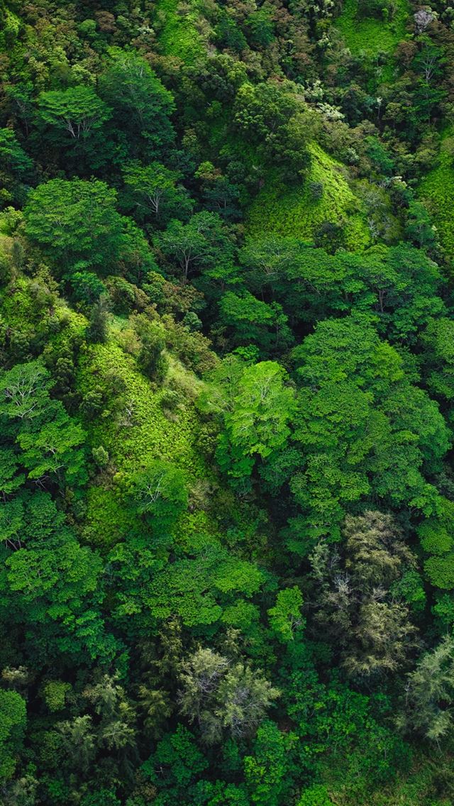 1125x2436 aerial photography of trees on mountain - trees iPhone Wallpaper