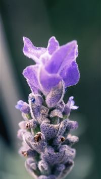 purple petaled flower wallpaper