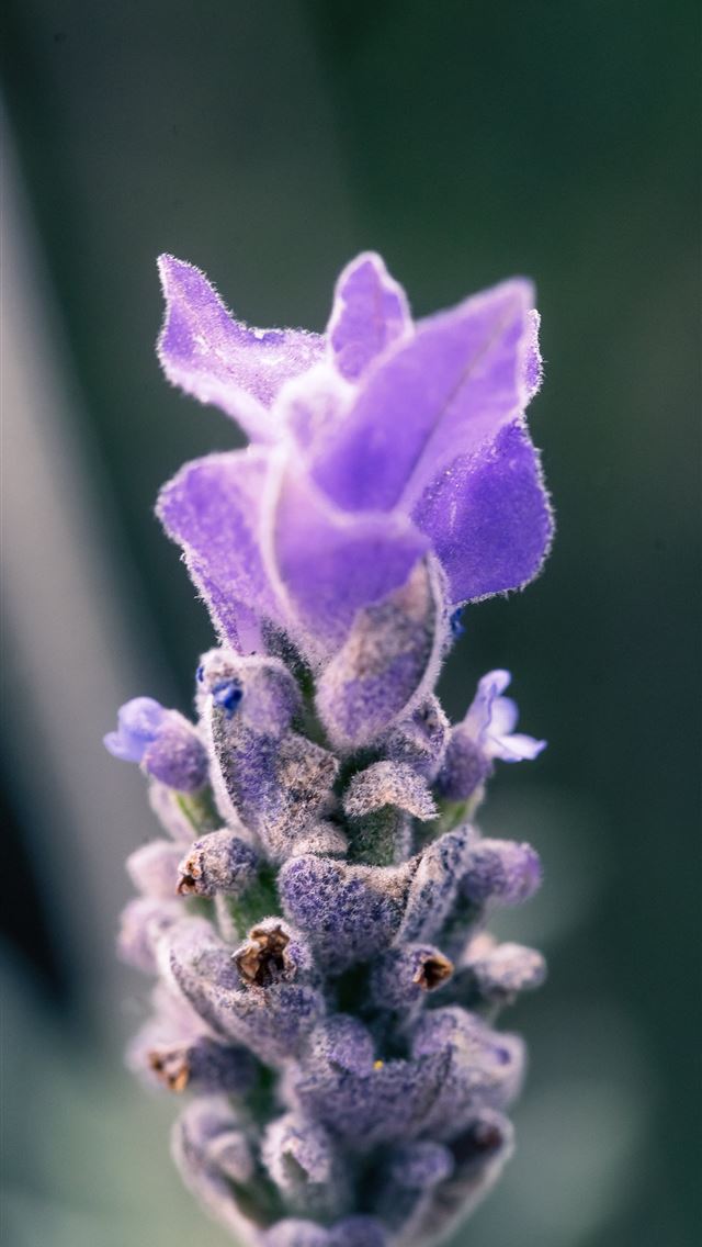 1290x2796 purple petaled flower - bee iPhone Wallpaper